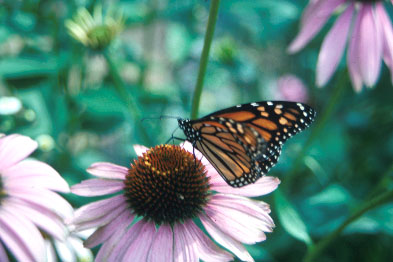 Monarch Butterfly, Photo by B.
            E. Fleury