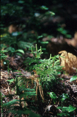 Lycopodium (club moss), Photo by B.
        E. Fleury