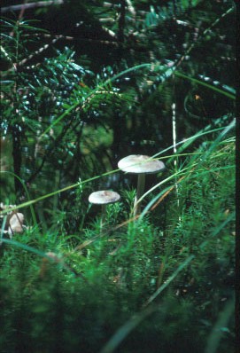 Mushrooms in the
          Adirondacks, Photo by B. E. Fleury