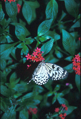 Rice paper butterfly on Penta,
          Photo by B. E. Fleury