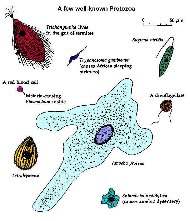 Protists exhibit many different types and morphologies.