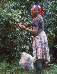 Jamaican Coffee Picker