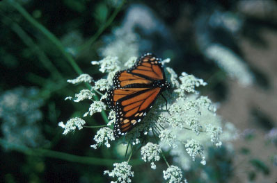 Monarch on Queen Anne's Lace, Photo by B. E. Fleury