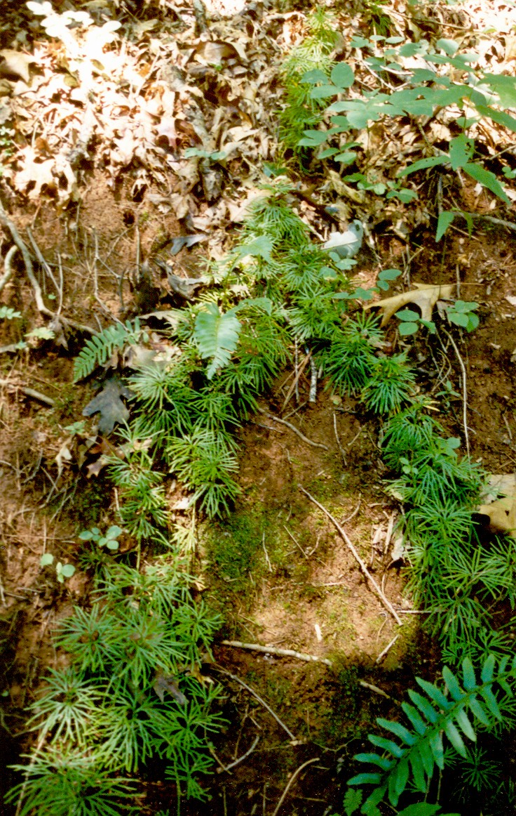 Bryophytes Ferns And Fern Allies