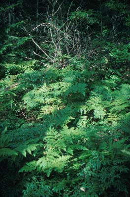 Why Do Mosses And Ferns Need Water For Reproduction