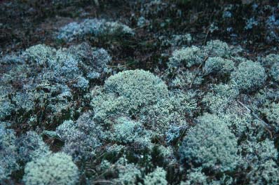 Fruticose Lichens, Photo by B. E. Fleury