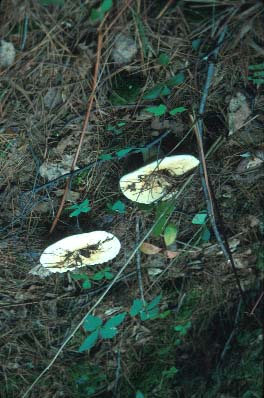 Basidiomycetes in Adirondack State Park, Photo by B. E. Fleury