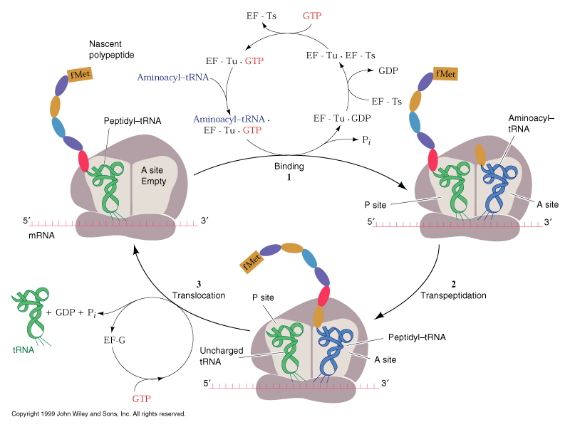 peptidyl transferase reaction