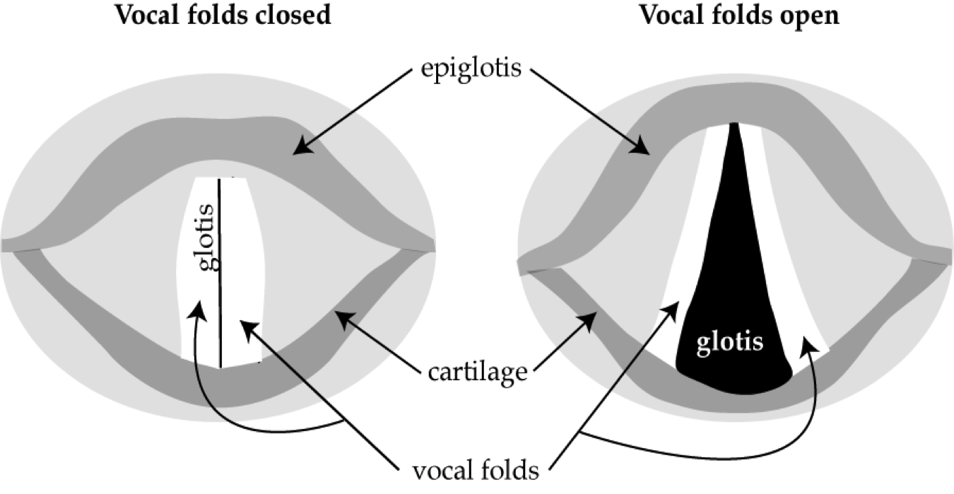 _images/vocalFolds.png