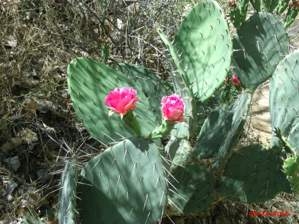 cactusblossoms.jpg