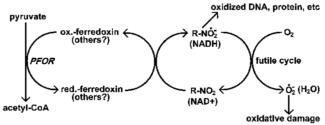 metronidazole mechanism
