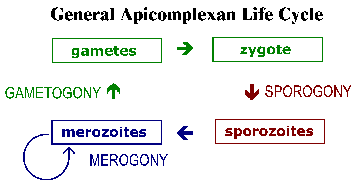 Apicomplexan Life Cycle