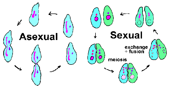 The parasitic flagellates reproduce entirely by asexual means 