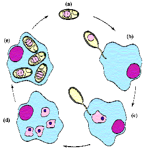 Microspora Life Cycle
