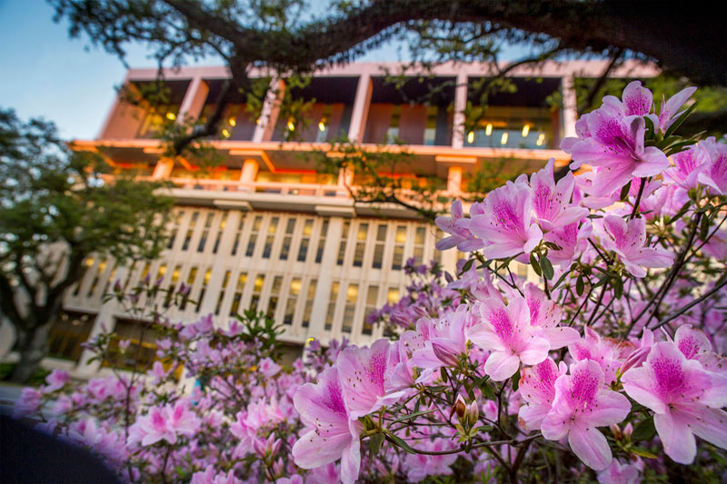 Azaleas bloom in front of Howard-Tilton Memorial Library