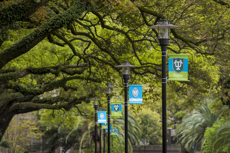 A canopy of oak trees and Tulane banners along McAlister
